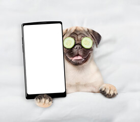 Leinwandbilder - Funny Pug puppy with pieces of cucumber on his eyes relaxing on the bed at home and showing big smartphone with white blank screen. Top down view. Empty space for text