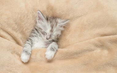 Aufkleber - Cozy Maine coon kitten sleeps under warm blanket on a bed at home. Top down view. Empty space for text