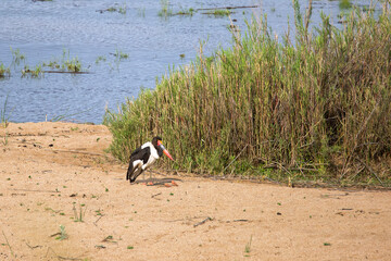 Wall Mural - Female saddle-billed stork, Ephippiorhynchus senegalensis, the largest stork in East Africa, in Kruger National Park, South Africa.