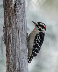 Wall Mural - Downy woodpecker perched on a snow-covered branch