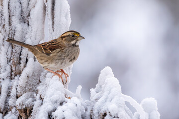 Wall Mural - white-throated sparrow perched on a snow-covered branch