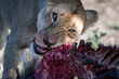 © Terry Divyak - A female lion eating a Wildebeest in the Serengeti National Park