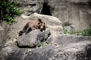 brown bear in the zoo