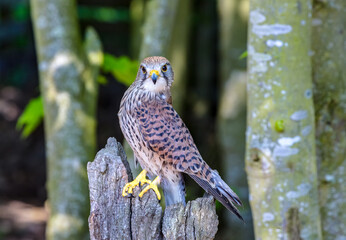 kestrel in the wild