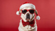© usman - beautifull Cool Santa Dog in Sunglasses and Hat on  Red Background