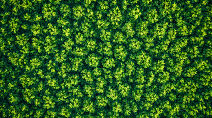 Aerial top view of plant labyrinth in field in summer, abstract green bushes maze like strange garden. concept of nature, hedge, shape, puzzle, pattern. Labyrinth. Illustration