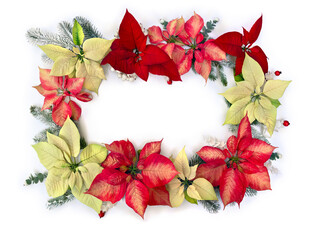 Wall Mural - christmas decoration. flowers of white yellow and orange red orange poinsettia, branch christmas tre