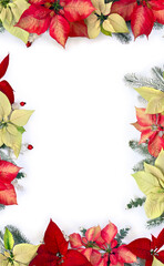 Wall Mural - christmas decoration. flowers of white yellow and orange red orange poinsettia, branch christmas tre