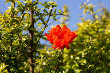 Wall Mural - A pomegranate is flowering. A large orange flower on a pomegranate tree in the garden, macro.