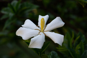 Wall Mural - Gardenia Jasminoides flower blooming in the garden with green leaves. Commonly known as Gardenia and Cape Jasmine, is an evergreen flowering plant in the coffee family Rubiaceae. White flower