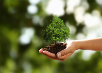 Wall Mural - Environment and ecology concept. Woman holding soil with small tree outdoors, closeup