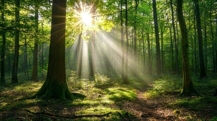 Aufkleber - Sunlight filters through the vibrant green leaves of tall trees, casting gentle rays upon the moss-covered forest floor in the early morning. A serene atmosphere envelops the woodland