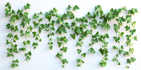 Three-Dimensional Ivy Climbers: Lush Green Creepers Isolated on a Bright Background