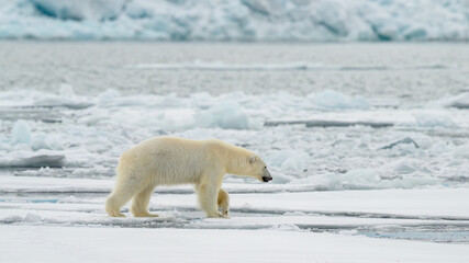 Wall Mural - male polar bear (ursus maritimus) on ice