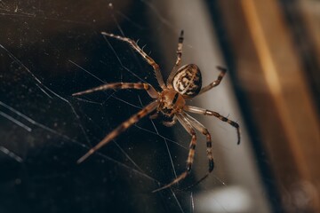 Close up image of a spider intricately weaved within its web