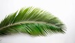 © DELUXSOLUTIONS - palm leaf isolated on white