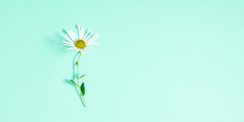Wall Mural - beautiful flowers composition. daisy pattern, spring and summer chamomile white flowers on pastel mi