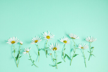 Wall Mural - beautiful flowers composition. daisy pattern, spring and summer chamomile white flowers on pastel mi