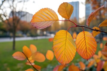 Poster - A close-up shot of a single leaf on a tree branch, highlighting its texture and shape