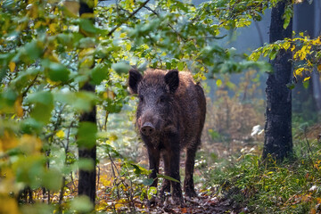 Fototapete - Frischling (Wildschwein) im Wald