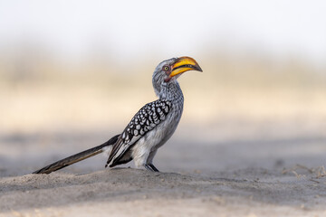 Southern Yellow-billed Hornbill, Tockus leucomelas, bird with big bill perched on a white sand, Chobe national park, Okavango delta, Botswana, Africa