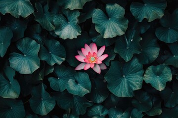 Poster - A single pink flower surrounded by lush green leaves