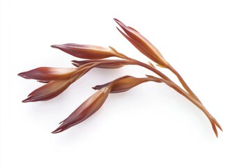 Aufkleber - Close-up photo of a flower stem on a clean white background