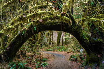 mossy tree in the forest