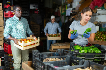 Wall Mural - Female worker sorts green bell peppers in vegetable warehouse