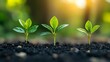 © GenerativeAIpicture - New Plant Growth in Soil with Beautiful Sunlight Background