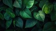 © CreativeBro - Lush green vine leaves showcasing tropical foliage in a dark background emphasizing texture and natural beauty for design purposes.