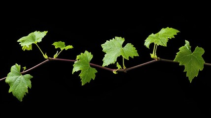 Vine branch with fresh young leaves and tendrils isolated on a black background showcasing vibrant green foliage and natural growth patterns