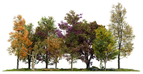 Poster - PNG small autumn forest row, 3d illustration rendering