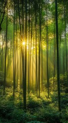 Poster - A serene forest scene with sunlight filtering through tall trees, creating a tranquil atmosphere.