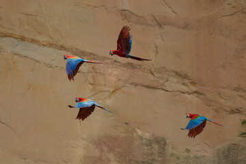 Red-and-green macaw -ara chloroptera- soars above the forest. this macaw is a vivid example of the thousand or so bird species found in madidi national park- bolivia