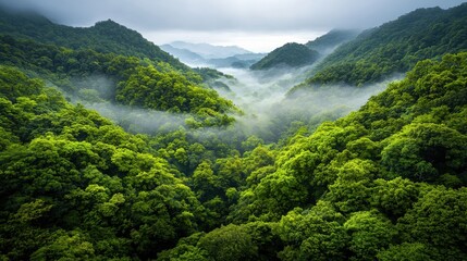 Aufkleber - Mysterious misty forest exploration enchanted wilderness photography nature aerial view dense fog and lush foliage