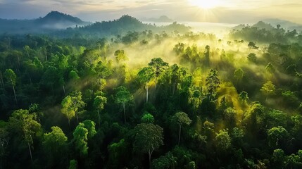 Aufkleber - Aerial view of a foggy rainforest showcasing lush greenery amazon basin nature photography tropical environment bird’s eye view scenic serenity