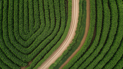 Poster - Aerial view of lush green agricultural fields with winding dirt road, showcasing innovative farming techniques and beauty of nature