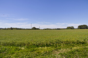 A Farmer's Field in the Summer