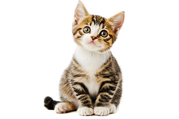 Poster - Adorable tabby kitten sitting upright with plush fur, showcasing its curious nature