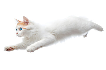 Wall Mural - Playful Turkish Van cat mid-pounce on a white background, full of energy and excitement.