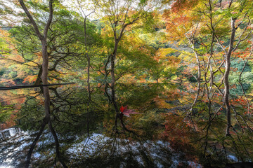 Wall Mural - Arashiyama yusaitei reflecting pond