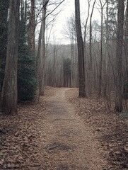 Aufkleber - A peaceful pathway winds through the forest, surrounded by tall trees and a carpet of fallen leaves, inviting exploration and contemplation. Generative AI