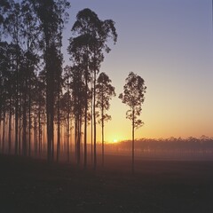 Wall Mural - Sunrise Through Misty Pine Forest