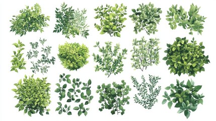 Fototapete - 28.A detailed vector set of bush illustrations against a white background, featuring various types of green bushes with rounded forms and overlapping foliage. Each bush has a unique arrangement of