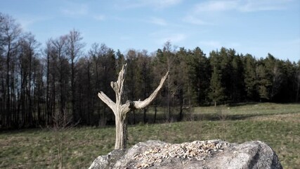 Wall Mural - A nuthatch makes a nice long approach and landing on a  field stone to eat.