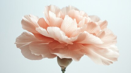 Poster - This striking flower reveals the beauty of a Mocha carnation, its soft pink and beige tones blending harmoniously. The intricate petal patterns create a sense of elegance and tranquility