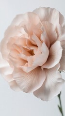 Aufkleber - A beautifully detailed mocha carnation captures attention with its soft, creamy petals and subtle pink undertones, vividly illuminating its exquisite natural beauty and grace in a serene setting