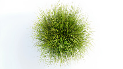 new zealand hair sedge trees shape top view cut out white