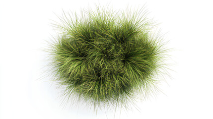 new zealand hair sedge trees shape top view cut out white